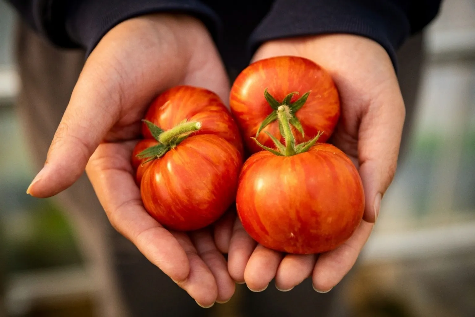 Gene-Edited Sunshine Tomato Moves Toward Commercial Launch